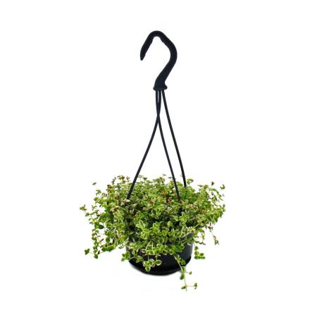 Easy-care mini traffic light plant - Sedum floriferum Little Missy - small-leaved fat hen