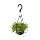 Easy-care mini traffic light plant - Sedum floriferum Little Missy - small-leaved fat hen