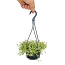 Easy-care mini traffic light plant - Sedum floriferum Little Missy - small-leaved fat hen