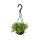 Easy-care mini traffic light plant - Sedum floriferum Little Missy - small-leaved fat hen