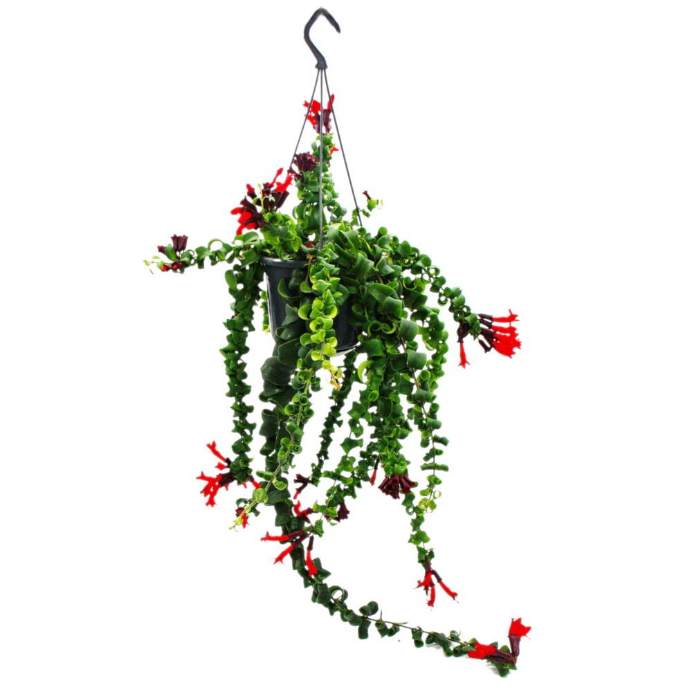 Lippenstiftpflanze - Schamblume - Aeschynanthus 'Rasta' - hngende Pf