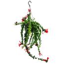 Plante de rouge à lèvres - Aeschynanthus Rasta - plante suspendue en pot à ampoule de 15cm