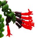 Lippenstiftpflanze - Schamblume - Aeschynanthus Rasta -...