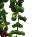 Lipstick plant - Aeschynanthus Rasta - hanging plant in 15cm hanging pot