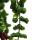 Lippenstiftpflanze - Schamblume - Aeschynanthus Rasta - hängende Pflanze im 15cm Ampeltopf
