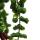 Lipstick plant - Aeschynanthus Rasta - hanging plant in 15cm hanging pot