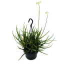 Spider aloe - Aloe bakeri - hanging plant in 14cm hanging pot