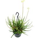 Spider aloe - Aloe bakeri - hanging plant in 14cm hanging...