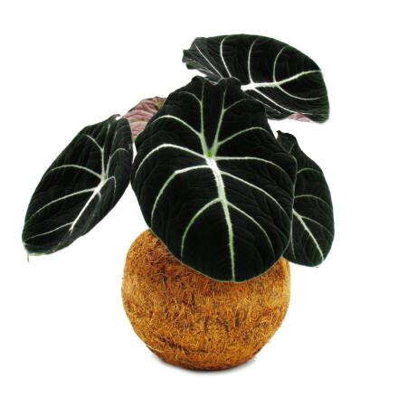 Kokodama - Alocasia reginula Black Velvet - arrowleaf - in a Kokodama container - ca. 15cm