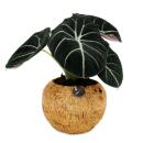 Kokodama - Alocasia reginula Black Velvet - arrowleaf -...