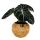 Kokodama - Alocasia reginula Black Velvet - Pfeilblat - im Kokodama-Gefäß - ca. 15cm