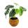 Kokodama - Alocasia baginda Dragon Scale - Drachenschuppen-Pfeilblatt - im Kokodama-Gefäß - ca. 15cm