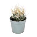 Astrophytum capricorne - Goats Horn Bishops Cap - in a 6.5 cm pot - a rarity among cacti