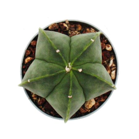 Astrophytum myriostigma NUDUM - The naked bishop's mitre - in a 6.5 c