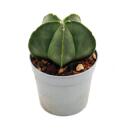 Astrophytum myriostigma NUDUM - Die nackte Bischofsmütze - im 6,5cm Topf - Rarität unter den Kakteen