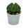 Astrophytum myriostigma NUDUM - Die nackte Bischofsmütze - im 6,5cm Topf - Rarität unter den Kakteen