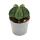 Astrophytum myriostigma NUDUM - Die nackte Bischofsmütze - im 6,5cm Topf - Rarität unter den Kakteen