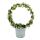 Fleur de chandelier en arc de cercle - Ceropegia woodii - String of Hearts - pot 9cm