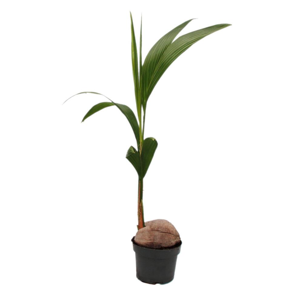 sotomon blumenkasten SOTOMON . Pflanzgefäß – conmoto-shop main image 1