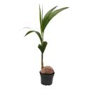 Real coconut palm - Cocos nucifera - with real coconut - 19cm pot - approx. 100cm high