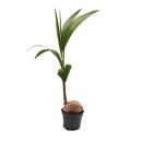 Véritable cocotier - Cocos nucifera - avec véritable noix de coco - pot de 19cm - hauteur environ 100cm