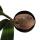 Real coconut palm - Cocos nucifera - with real coconut - 19cm pot - approx. 100cm high