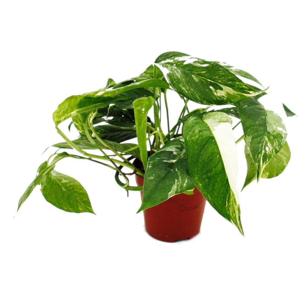 Wei-bunte Gemusterte Efeutute Epipremnum Variegata  Rankende  Zimmerpflanze Im 12cm Topf Weibunte Efeutute