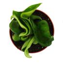 Mini-Pflanze - Hoya carnosa compacta - fleischige Porzellanblume - Wachsblume - Baby-Plant - 6,5cm Topf