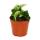 Mini-Pflanze - Hoya carnosa compacta - fleischige Porzellanblume - Wachsblume - Baby-Plant - 6,5cm Topf
