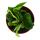 Mini Plante - Hoya carnosa compacta - Fleur de porcelaine charnue - Fleur de cire - Baby-Plant - Pot 6,5cm
