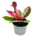 Mini-Pflanze - Hoya Flaming Dream - rotblättrige Porzellanblume - Wachsblume - Baby-Plant - 6,5cm Topf