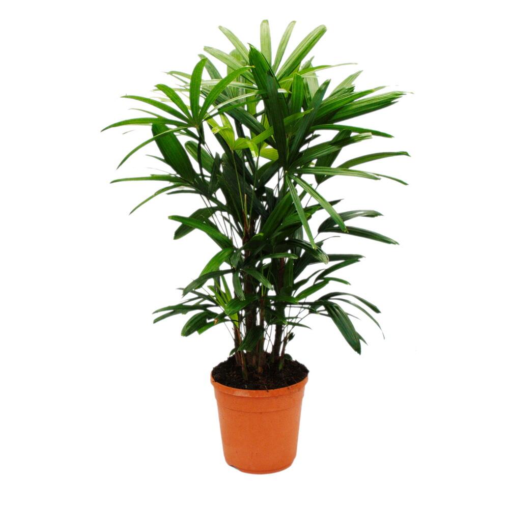 Steckenpalme - Rhapis excelsa - Bambuspalme - 21cm Topf - 80-100cm ho