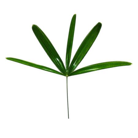Steckenpalme - Rhapis excelsa - Bambuspalme - 21cm Topf - 80-100cm ho