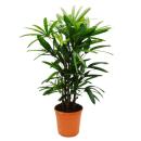 Stick palm - Rhapis excelsa - Bamboo palm - 21cm pot -...