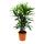 Stick palm - Rhapis excelsa - Bamboo palm - 21cm pot - 80-100cm high