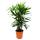 Steckenpalme - Rhapis excelsa - Bambuspalme - 21cm Topf - 80-100cm hoch