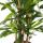 Stick palm - Rhapis excelsa - Bamboo palm - 21cm pot - 80-100cm high