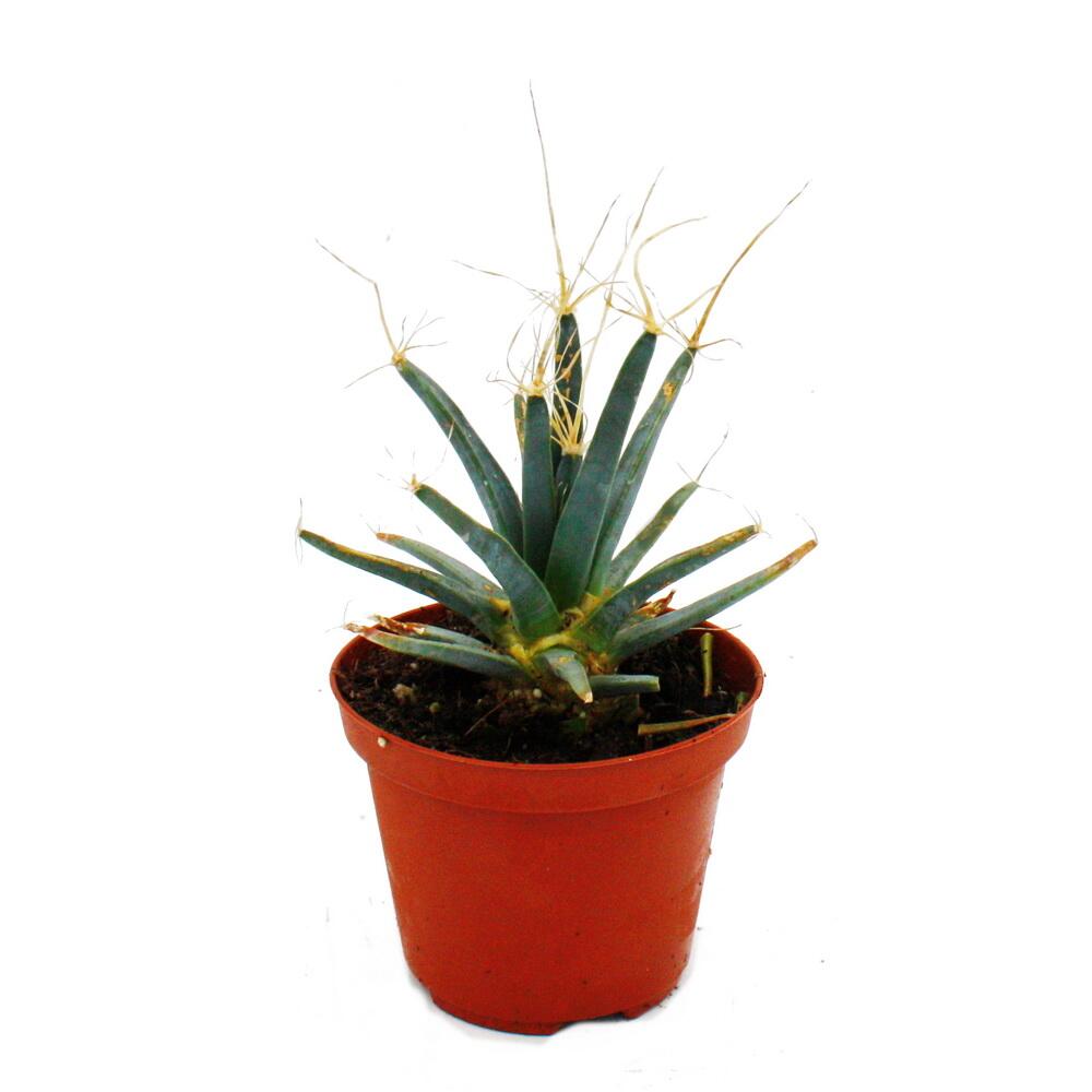 agave lime Agave Lime: Lowest Price