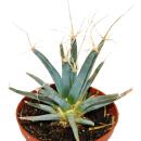 Prism Cactus - Agave Cactus - Leuchtenbergia principis -...