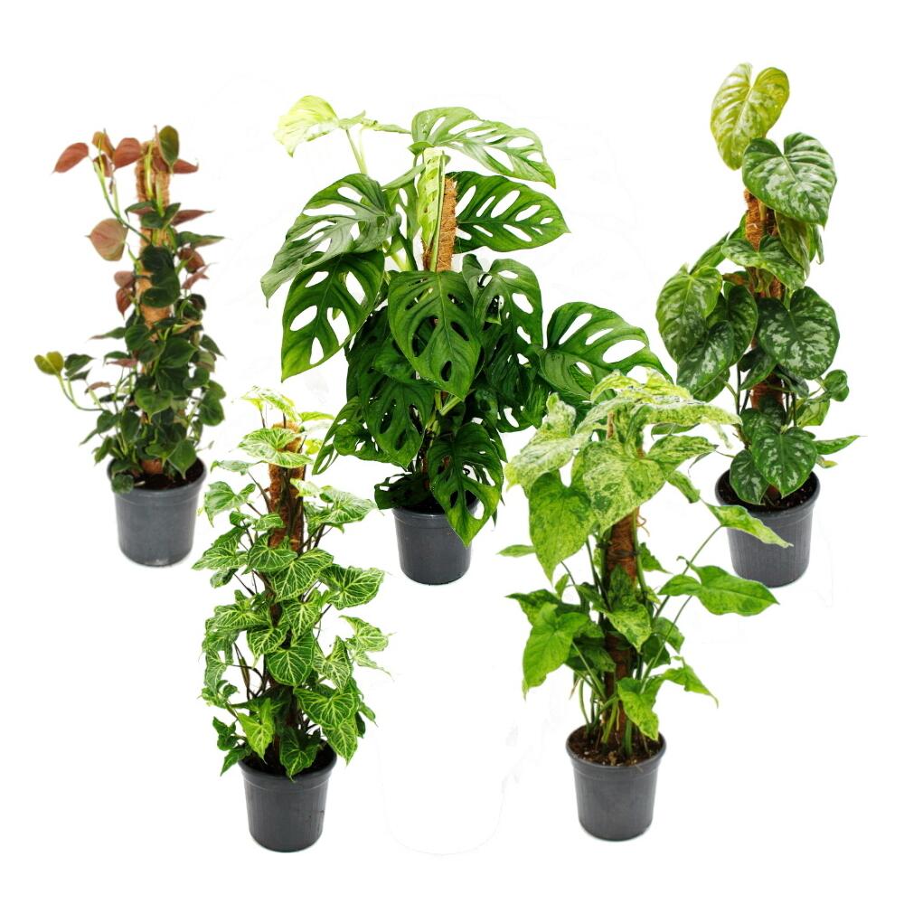 Ausgefallene Rankpflanzen am Moosstab - ca. 80cm hoch - 16cm Topf