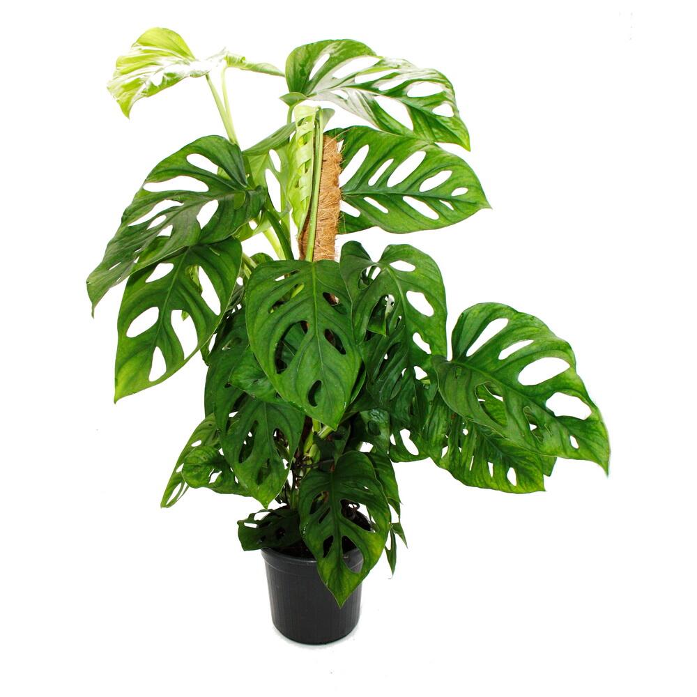 Ausgefallene Rankpflanze am Moosstab - Monstera 'Escaletto' - Fenster