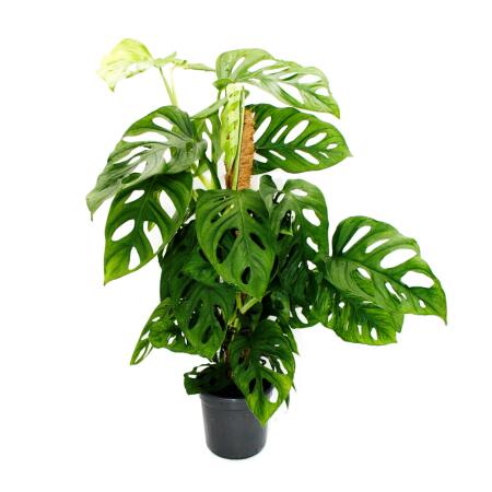 Ausgefallene Rankpflanze am Moosstab - Monstera 'Escaletto' - Fenster