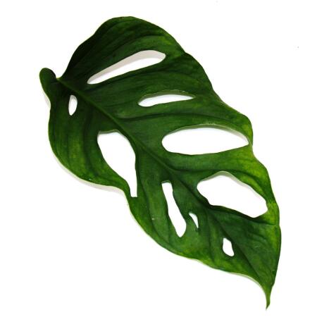 Ausgefallene Rankpflanze am Moosstab - Monstera 'Escaletto' - Fenster