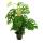 Plante grimpante insolite sur tige de mousse - Monstera Escaletto - Feuille de fenêtre - hauteur env. 80cm - pot 16cm