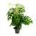 Plante grimpante insolite sur tige de mousse - Monstera Escaletto - Feuille de fenêtre - hauteur env. 80cm - pot 16cm