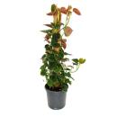 Ausgefallene Rankpflanzen am Moosstab Philodendron lupinum Baumfreund ca. 80cm hoch 16cm Topf