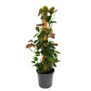 Ausgefallene Rankpflanzen am Moosstab Philodendron lupinum Baumfreund ca. 80cm hoch 16cm Topf