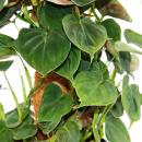 Ausgefallene Rankpflanzen am Moosstab Philodendron lupinum Baumfreund ca. 80cm hoch 16cm Topf
