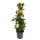Ausgefallene Rankpflanzen am Moosstab Philodendron lupinum Baumfreund ca. 80cm hoch 16cm Topf