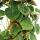 Ausgefallene Rankpflanzen am Moosstab Philodendron lupinum Baumfreund ca. 80cm hoch 16cm Topf